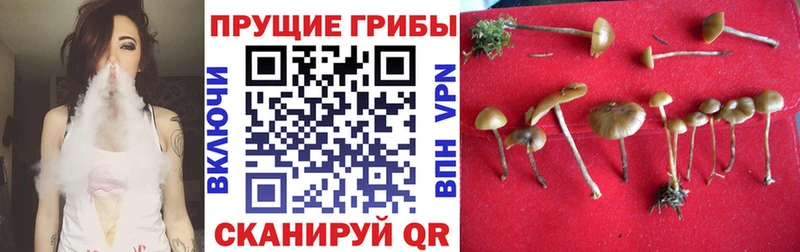 Галлюциногенные грибы Magic Shrooms  где продают   KRAKEN маркетплейс  Инсар 